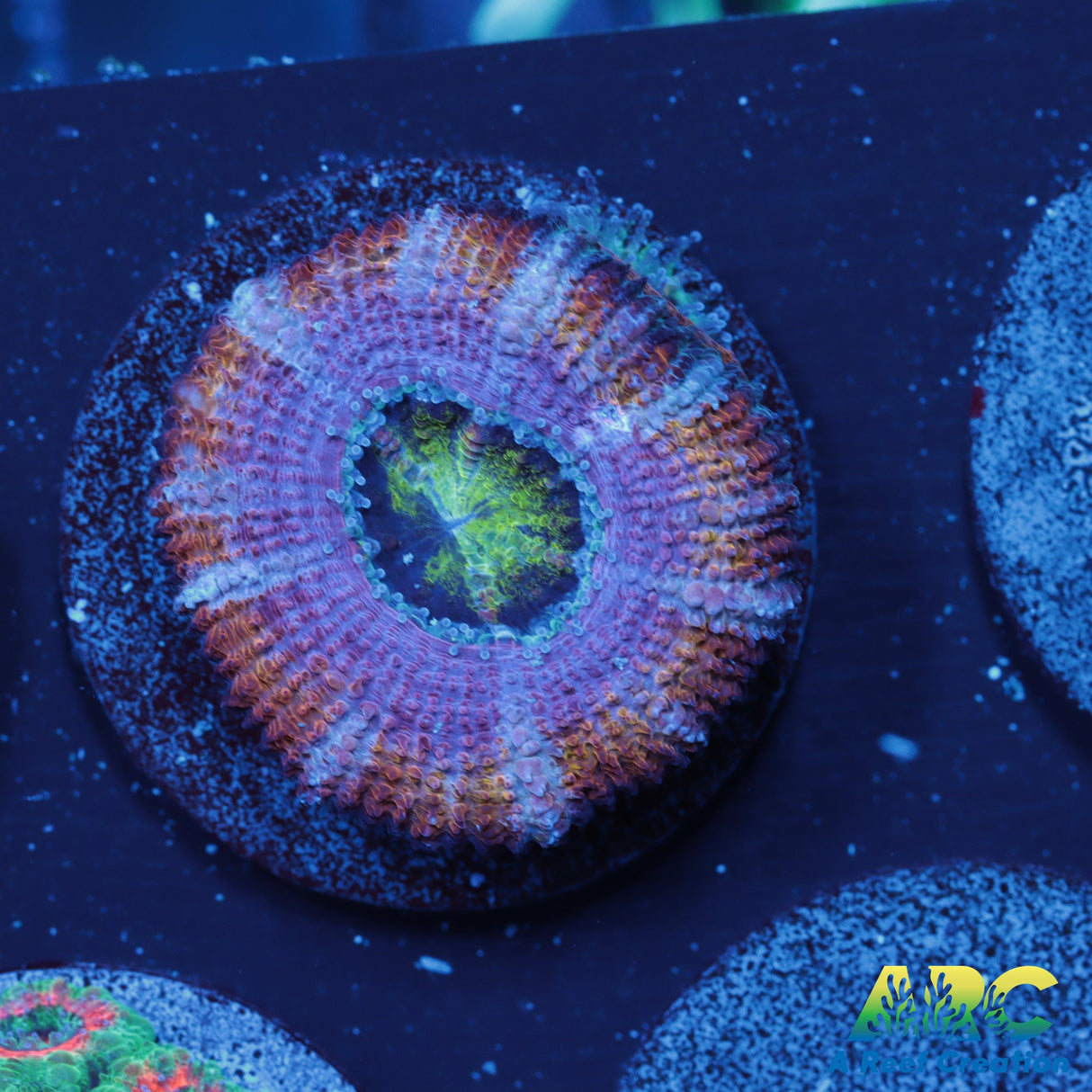 ARC Rainbow Wheels Acan