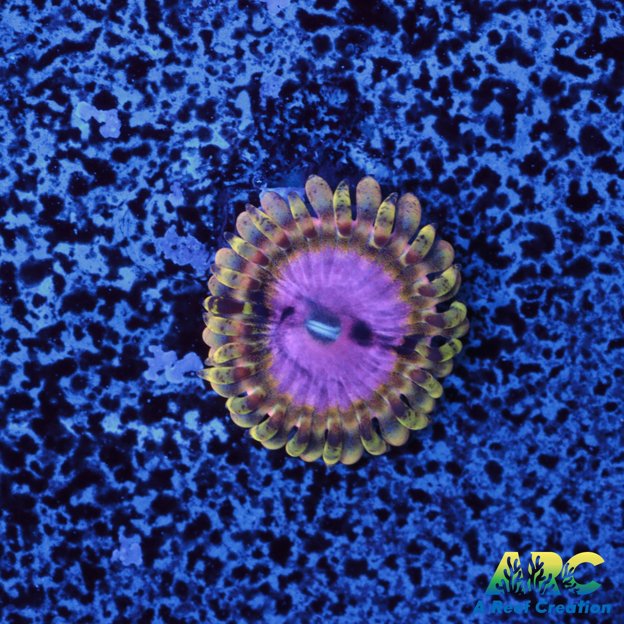 RRC Pink Diamond Zoa