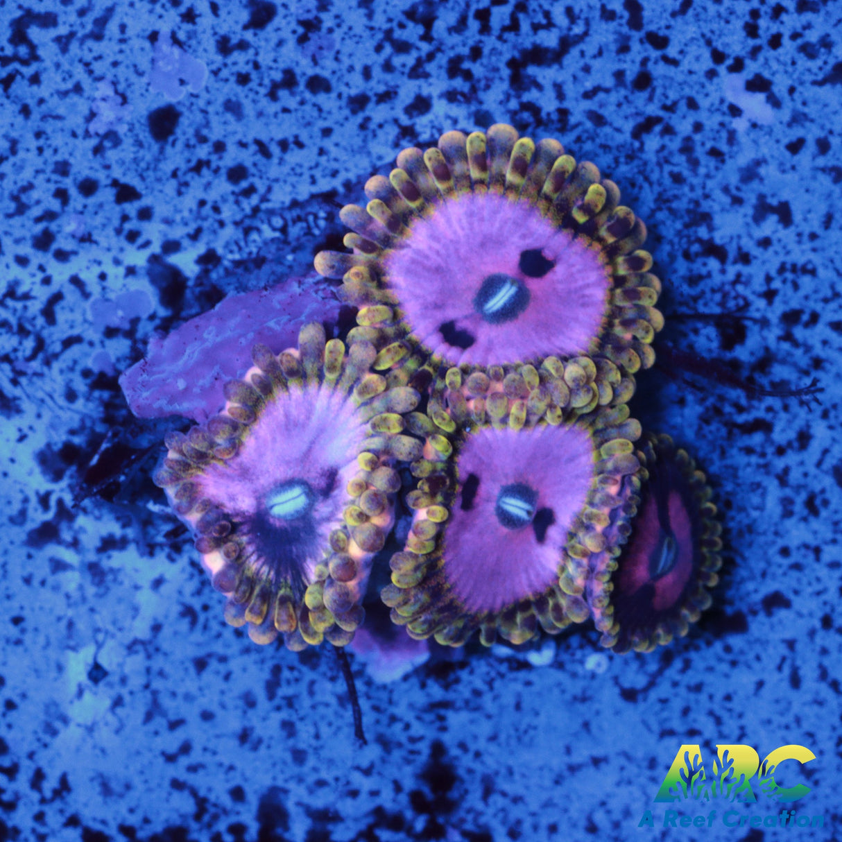 RRC Pink Diamond Zoa