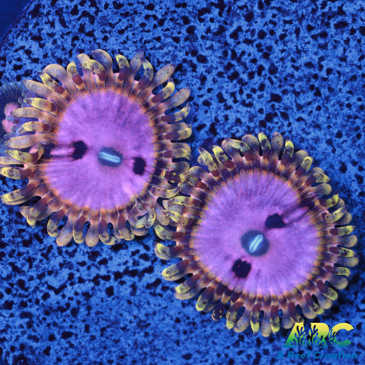 RRC Pink Diamond Zoa