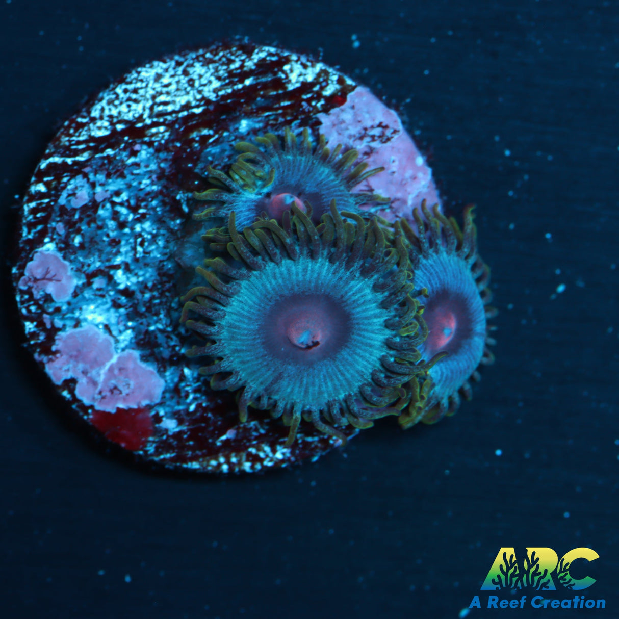 Miami Vice Zoas