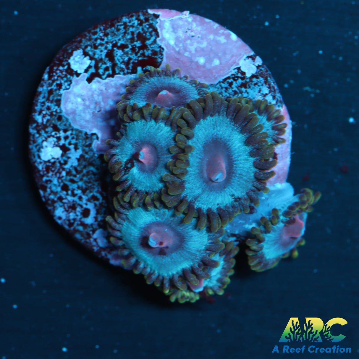 Miami Vice Zoas