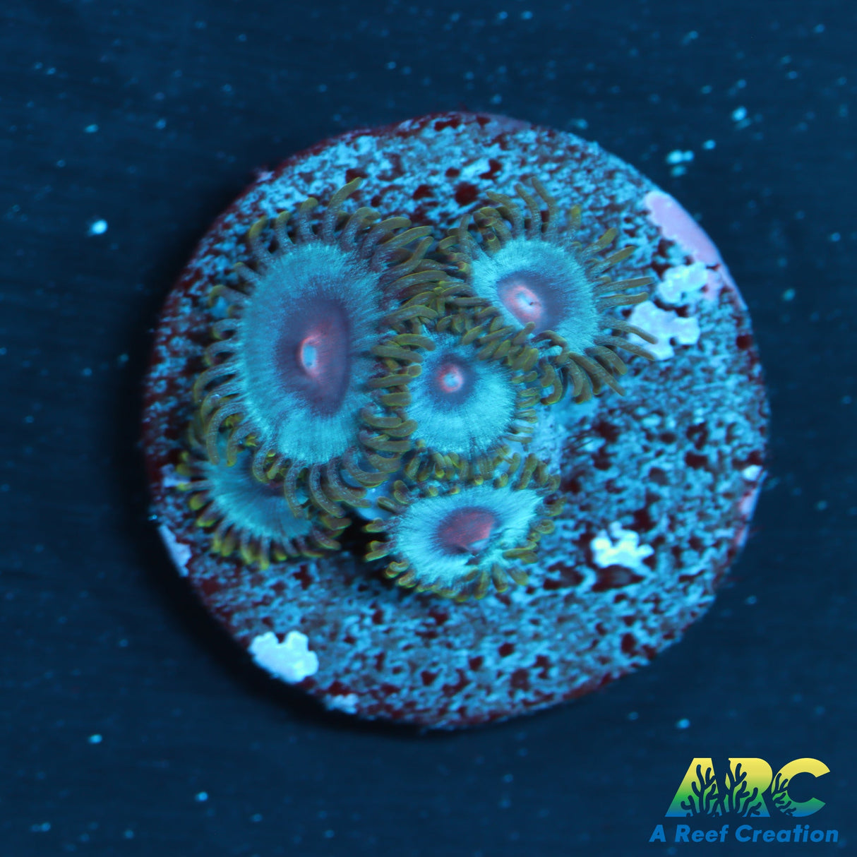 Miami Vice Zoas