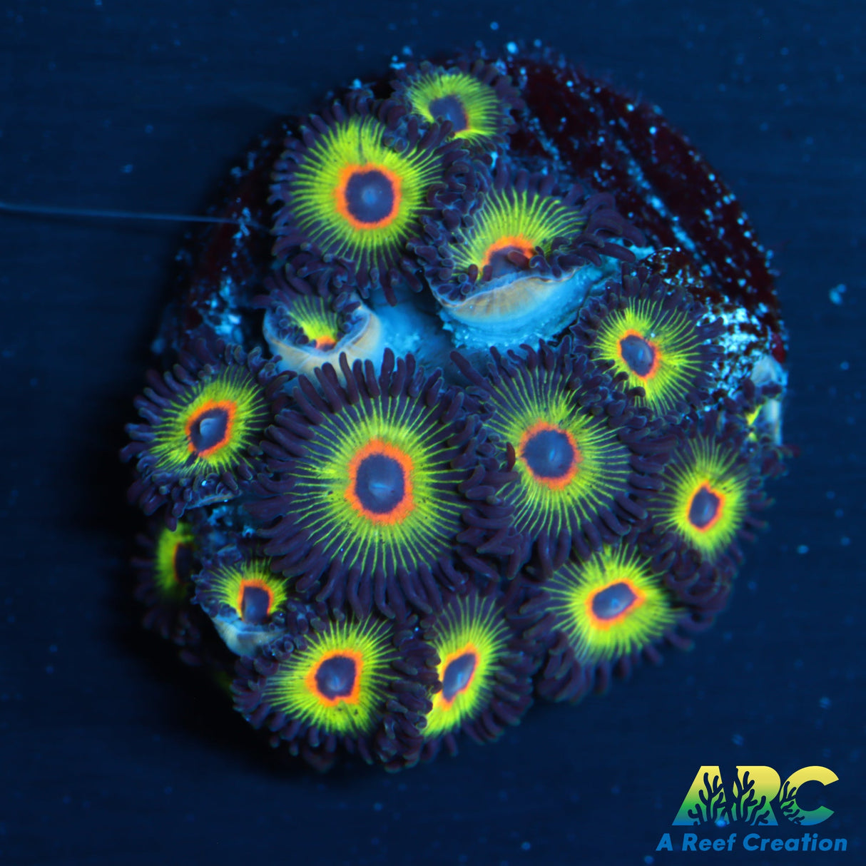 Bob Marleys Zoas