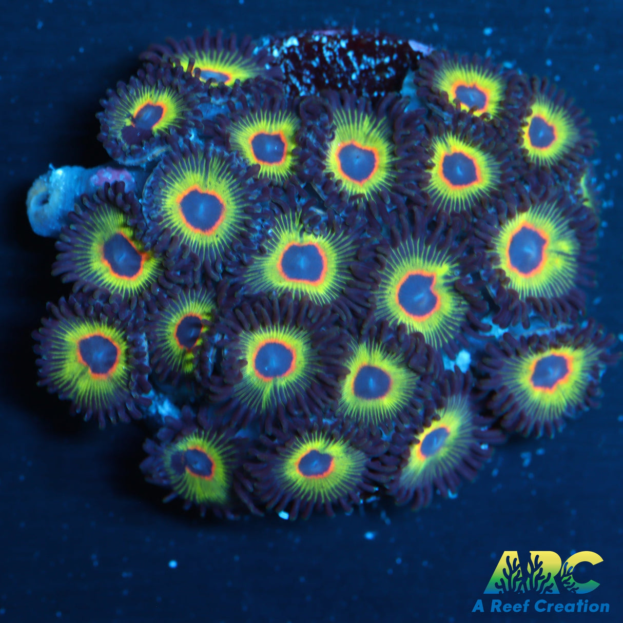 Bob Marleys Zoas