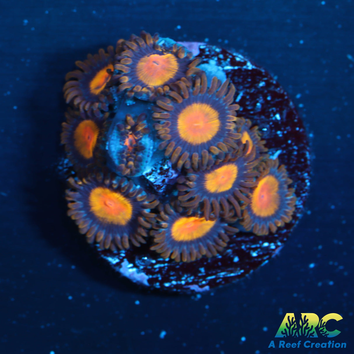 King Midas Zoas