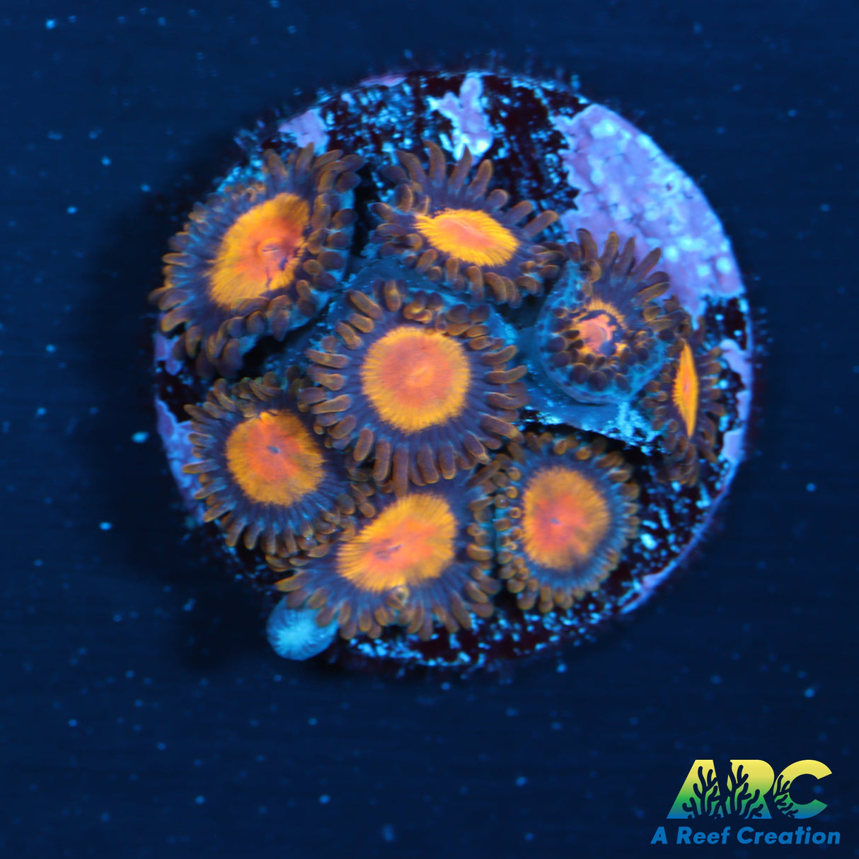 King Midas Zoas