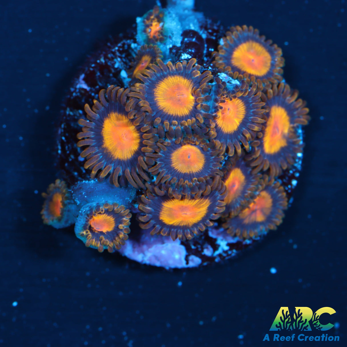 King Midas Zoas