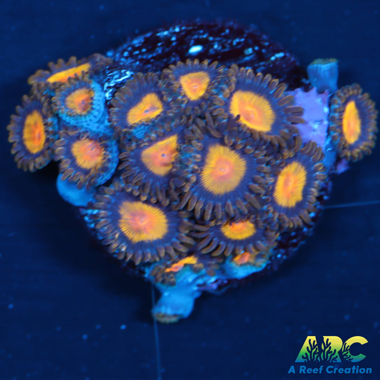 King Midas Zoas