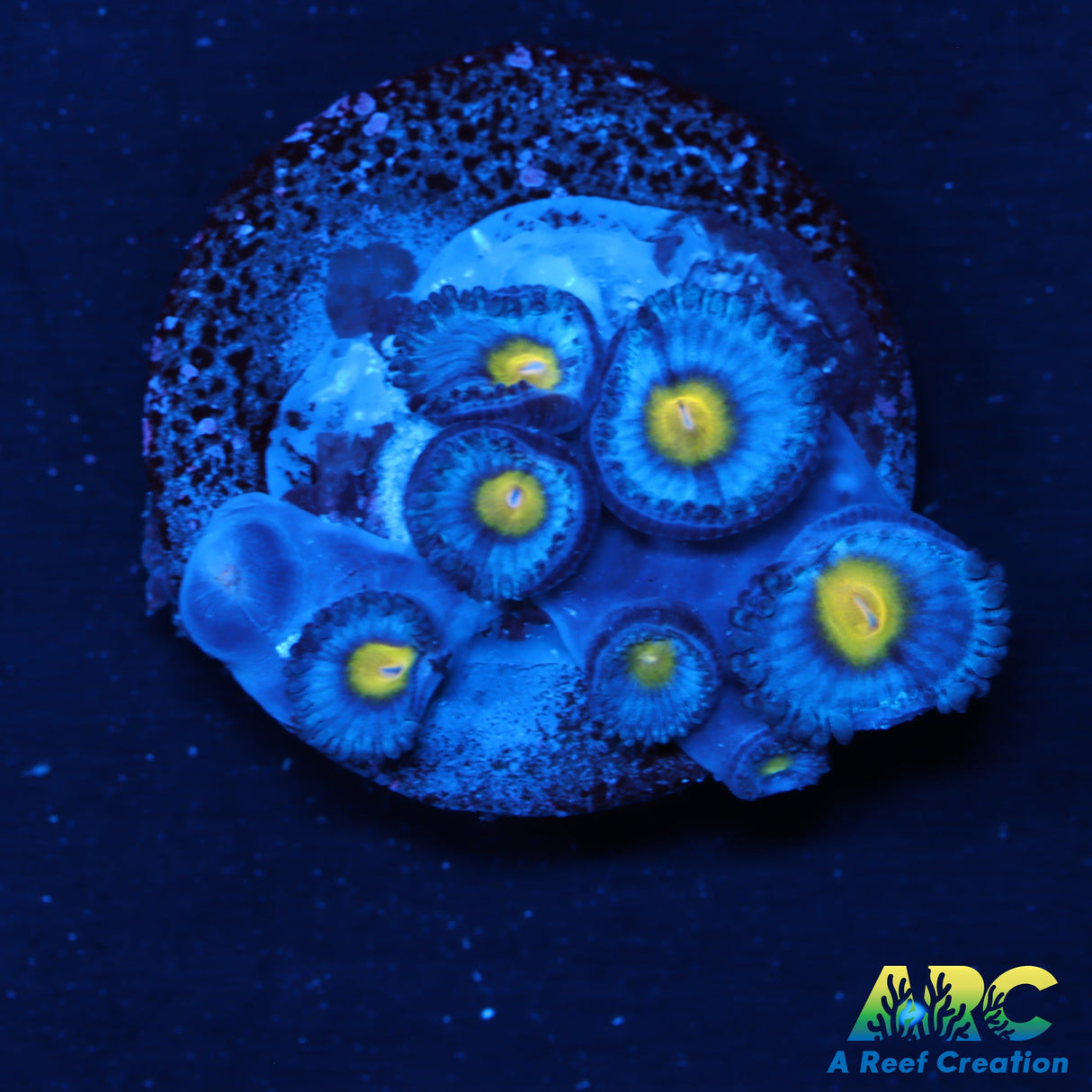 WWC AOI Zoas