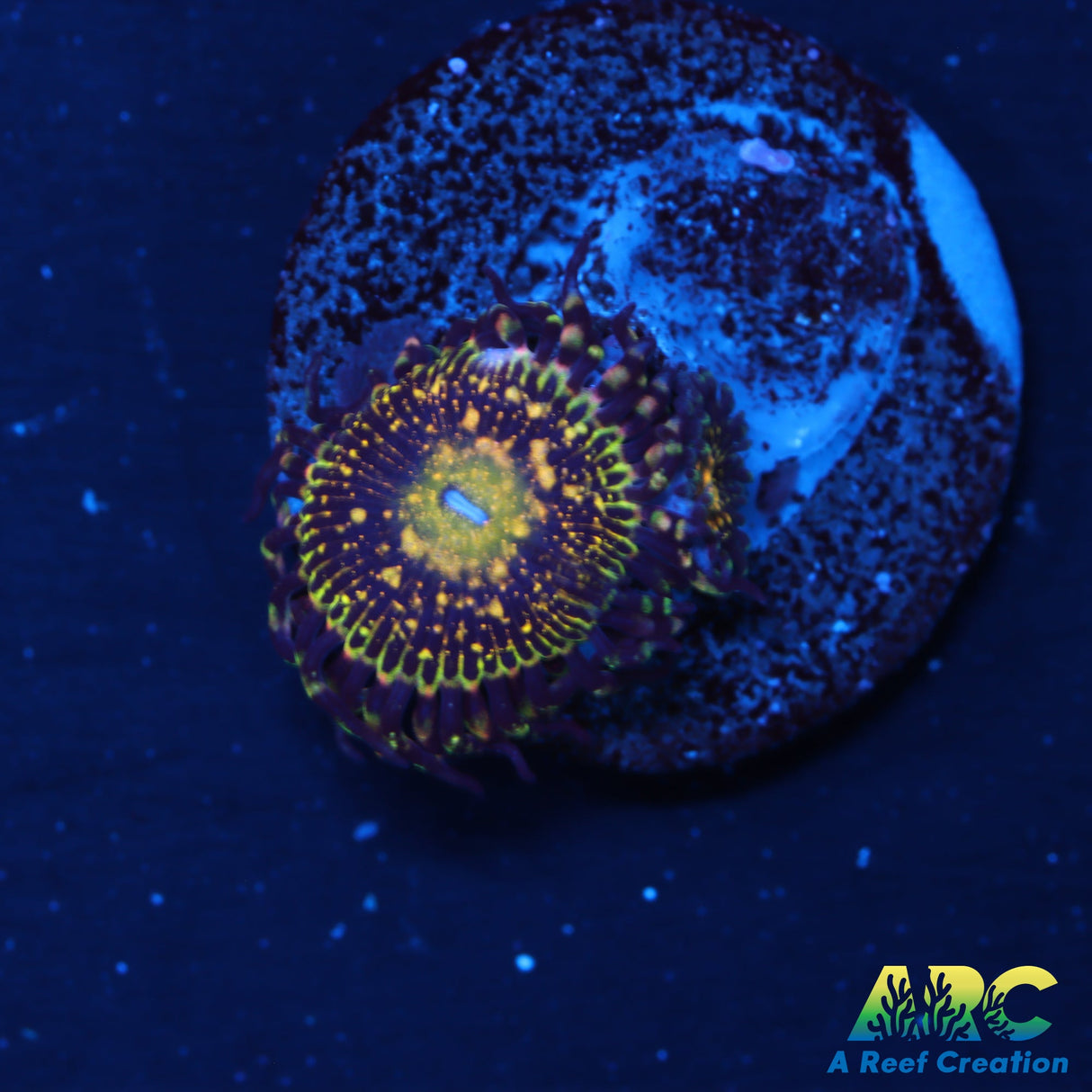 UC Grim Reaper Zoa