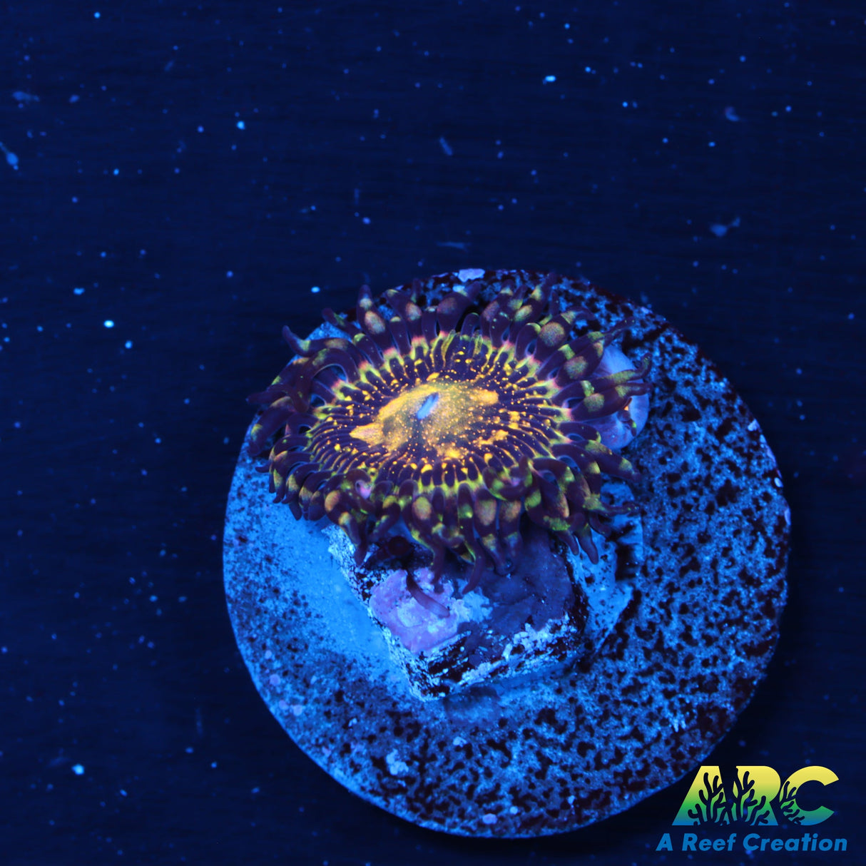 UC Grim Reaper Zoa