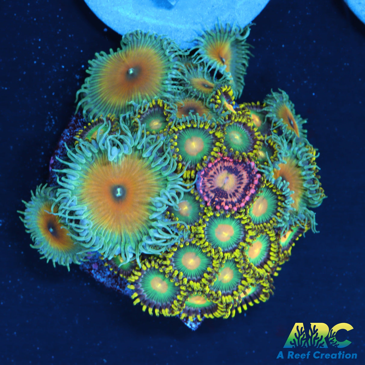 Zoa Hodgepodge