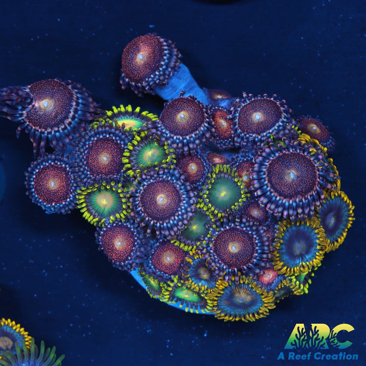 Hodgepodge Zoas