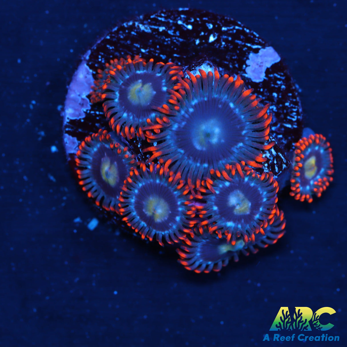 Fire And Ice Zoas