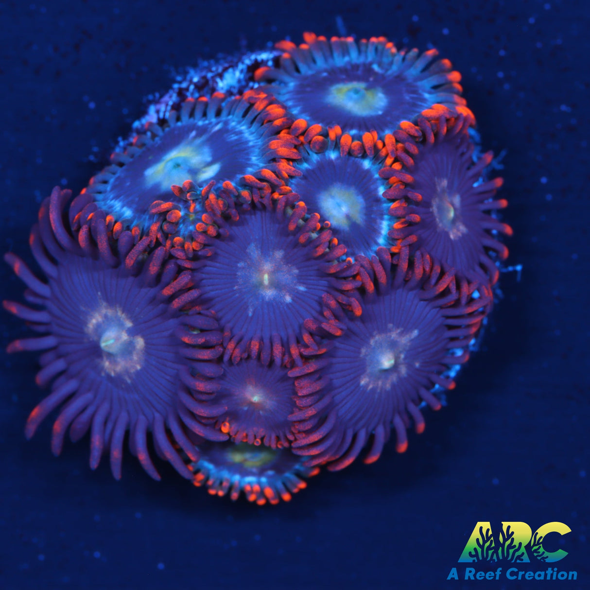 Fire And Ice Zoas