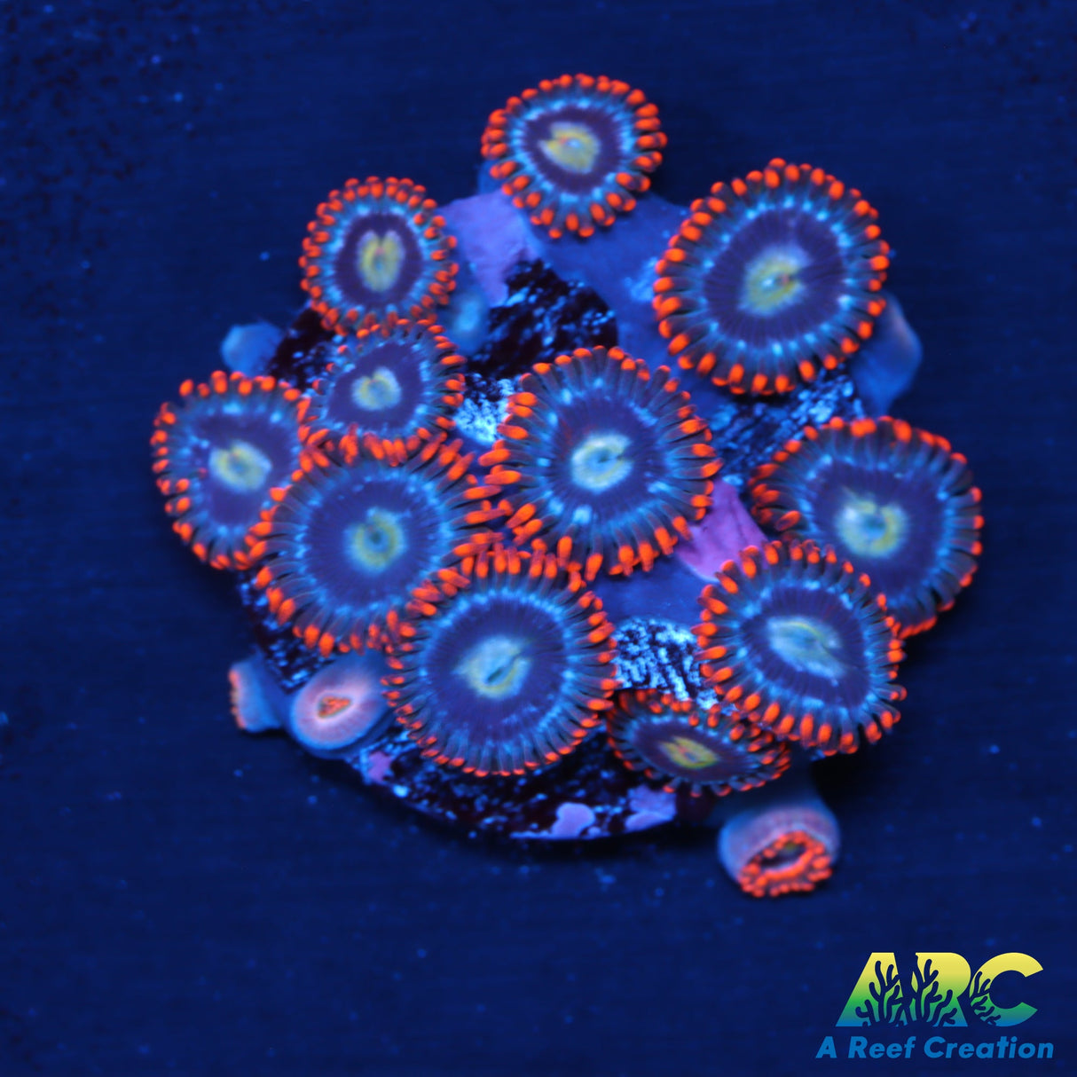 Fire And Ice Zoas