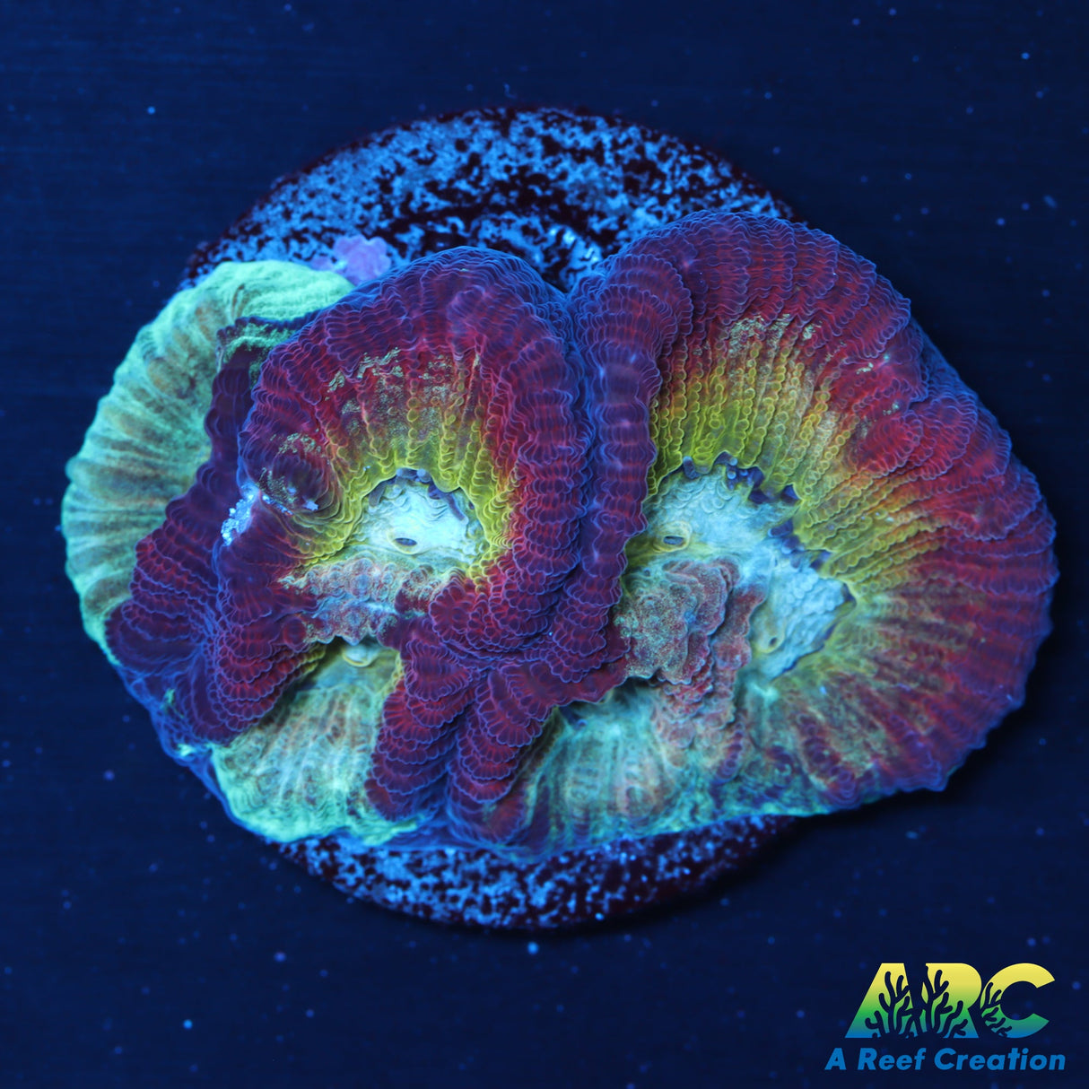UC Regal Goniastrea
