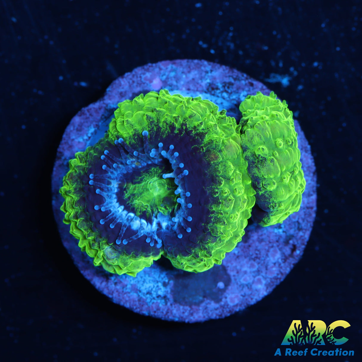 Double Green Acan