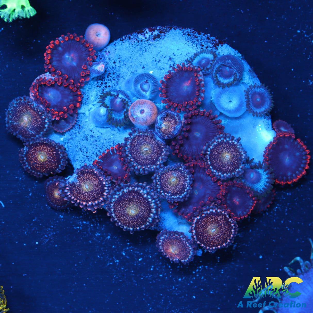 Hodgepodge Zoas