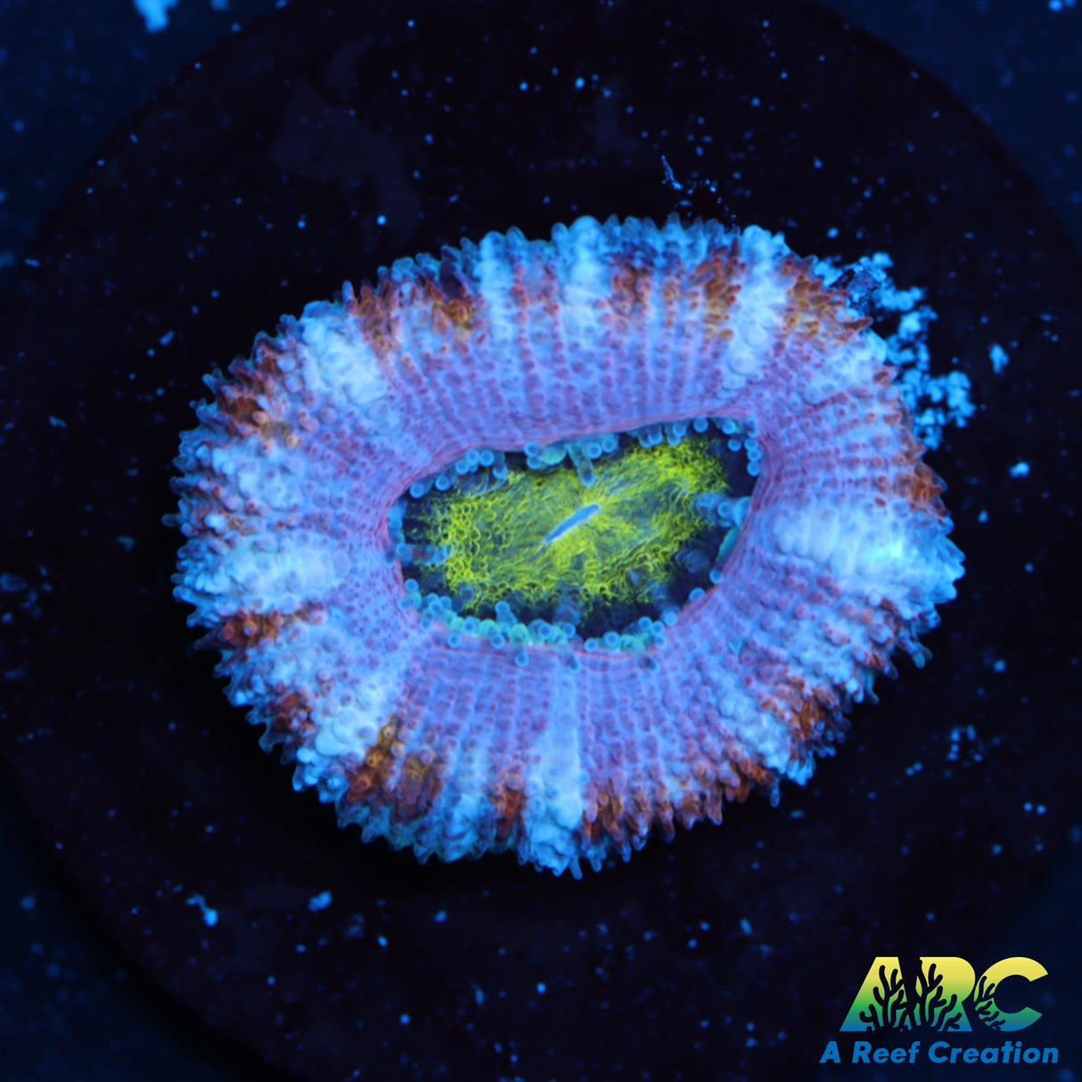 ARC Toxic Avenger Acan