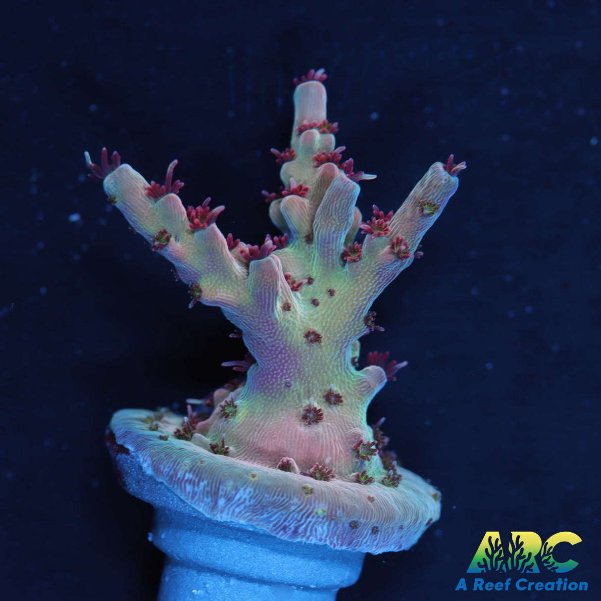 ARC Pomegranate