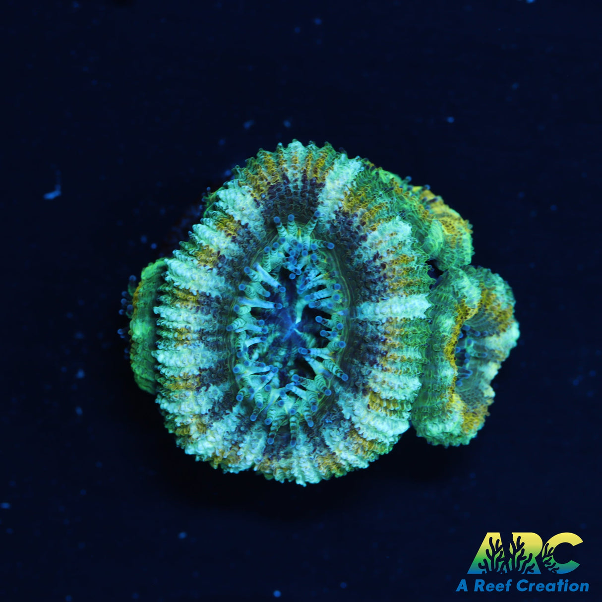 ARC Lavender Acan