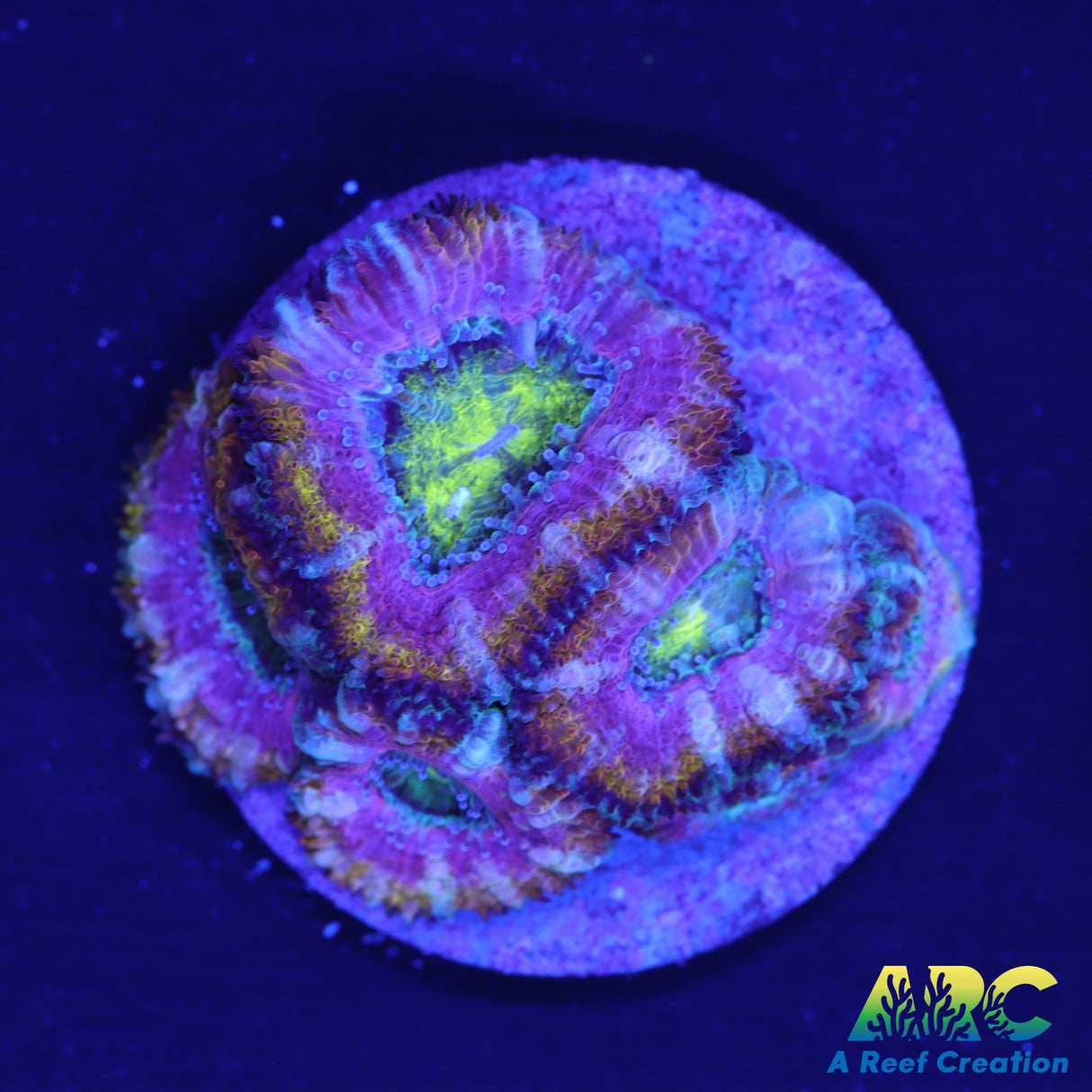 ARC Rainbow Wheels Acan