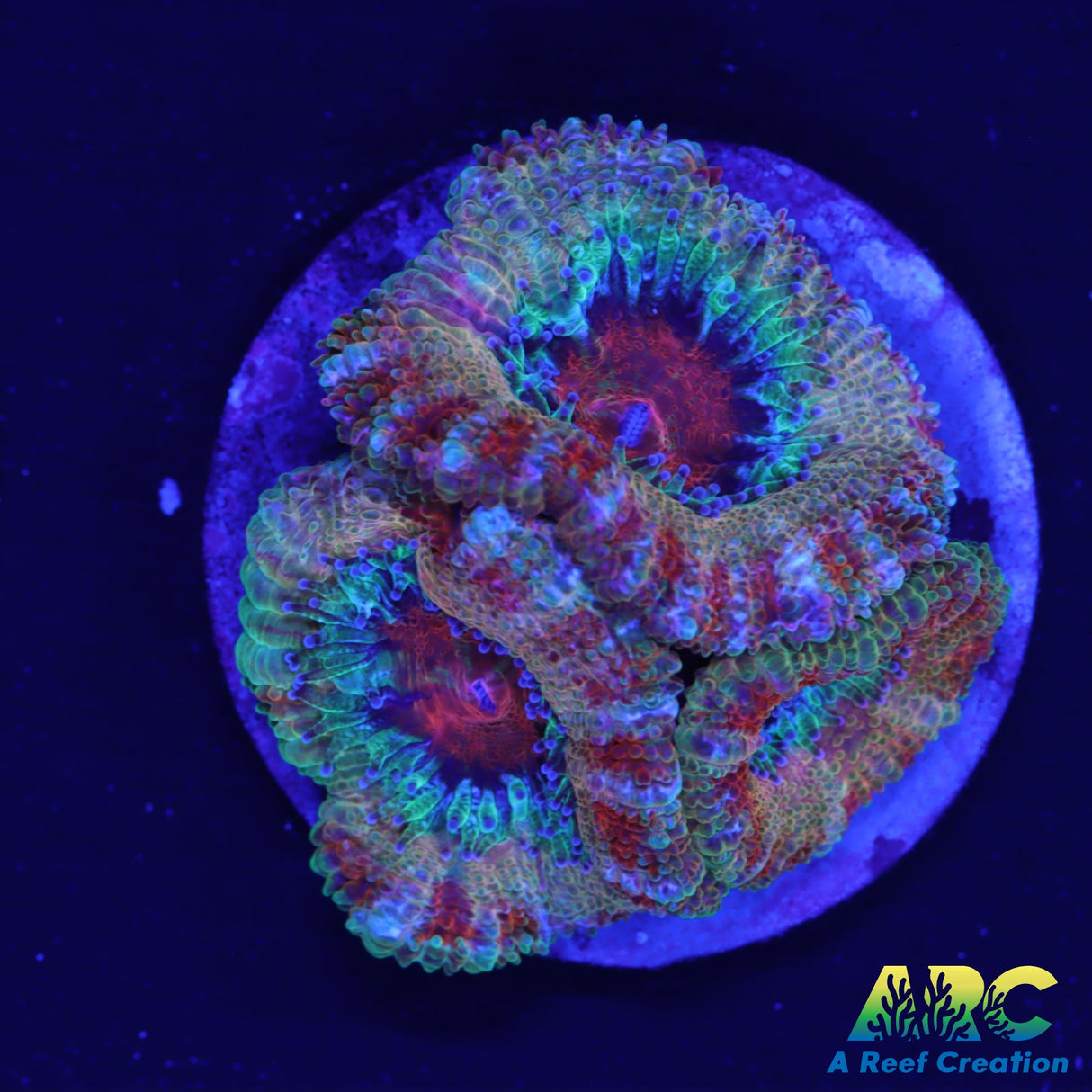 FF Blue Magic Acan