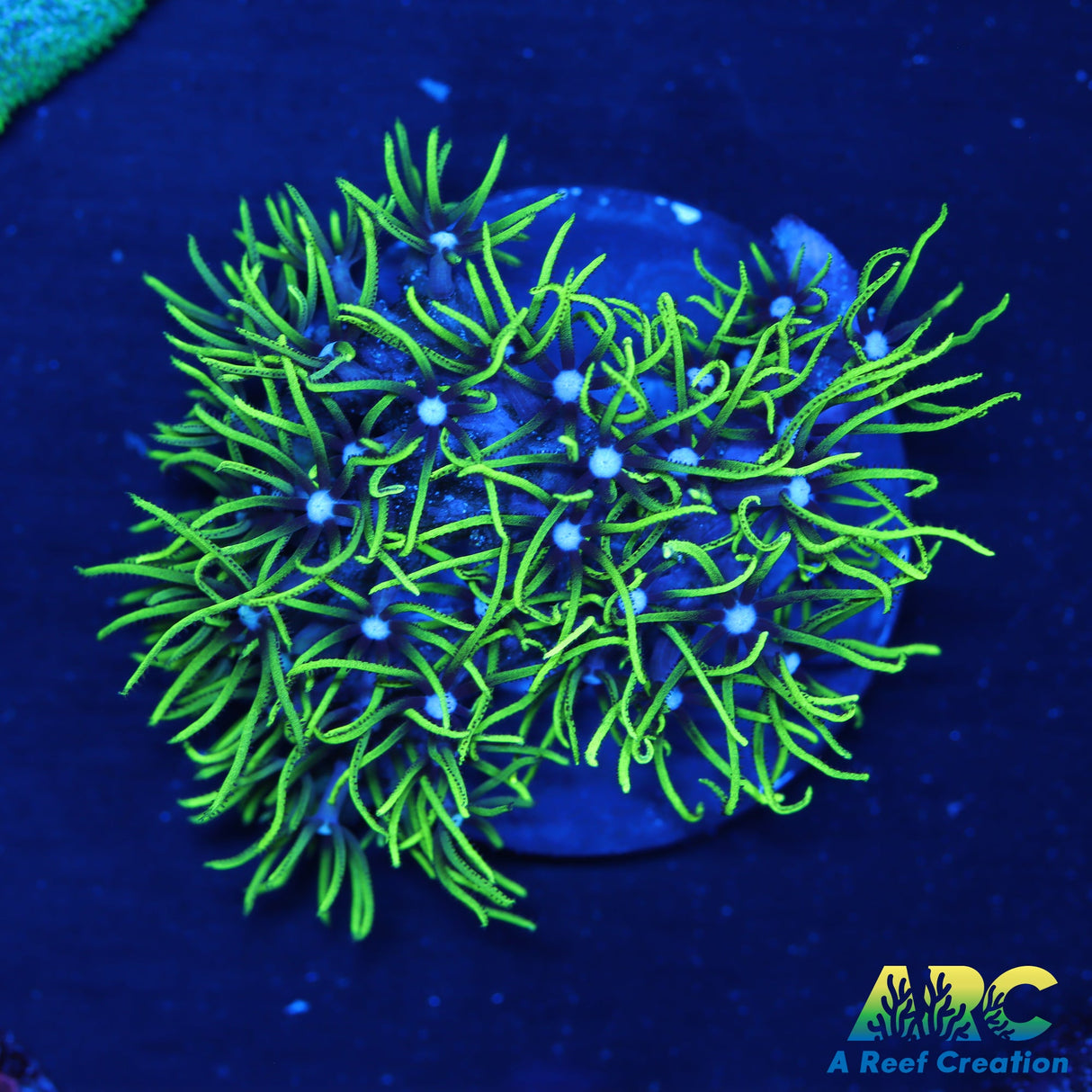 Green Star Polyps