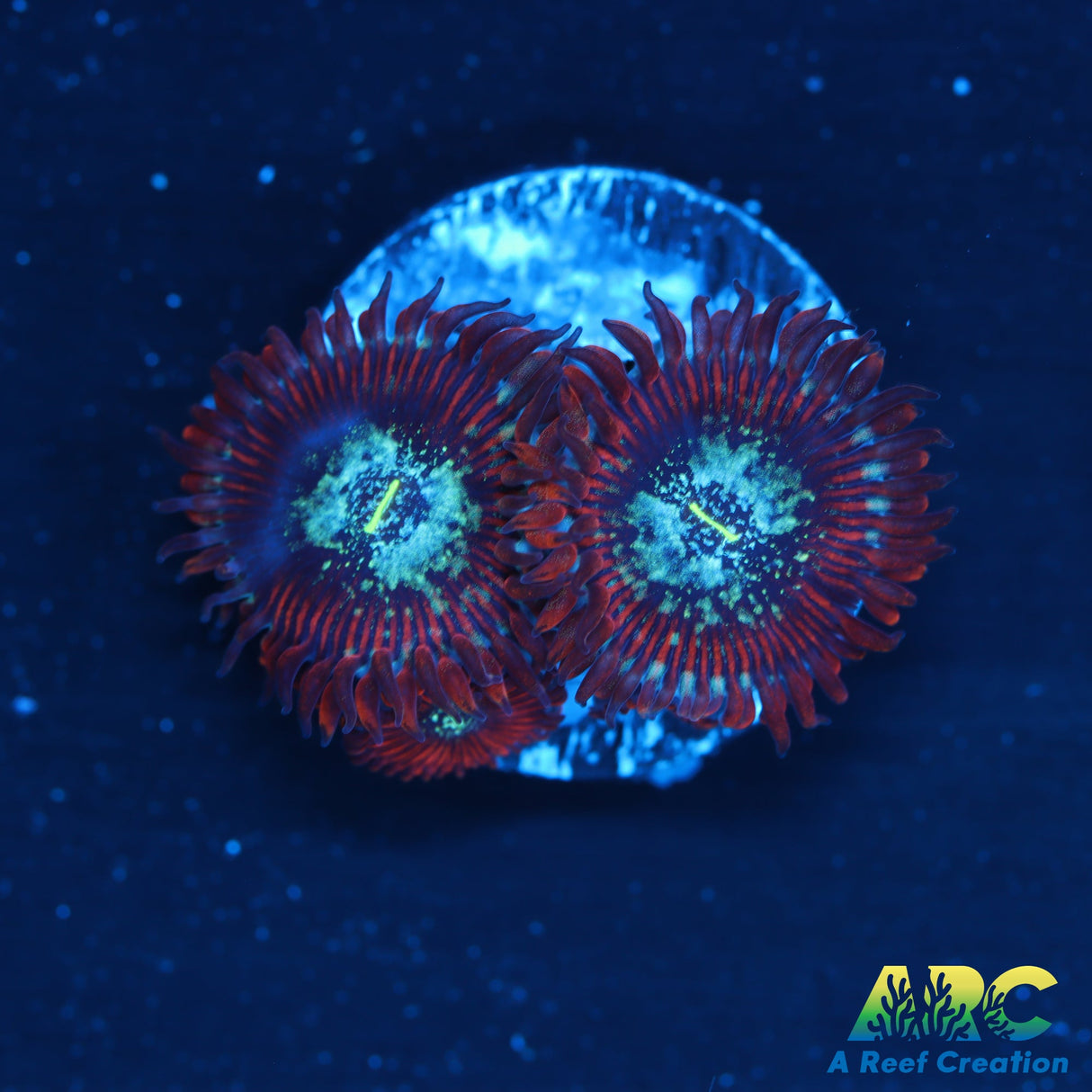 ARC Ultra Magician Zoas