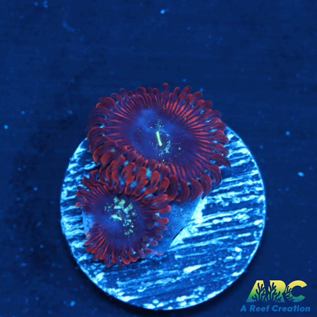 ARC Ultra Magician Zoas