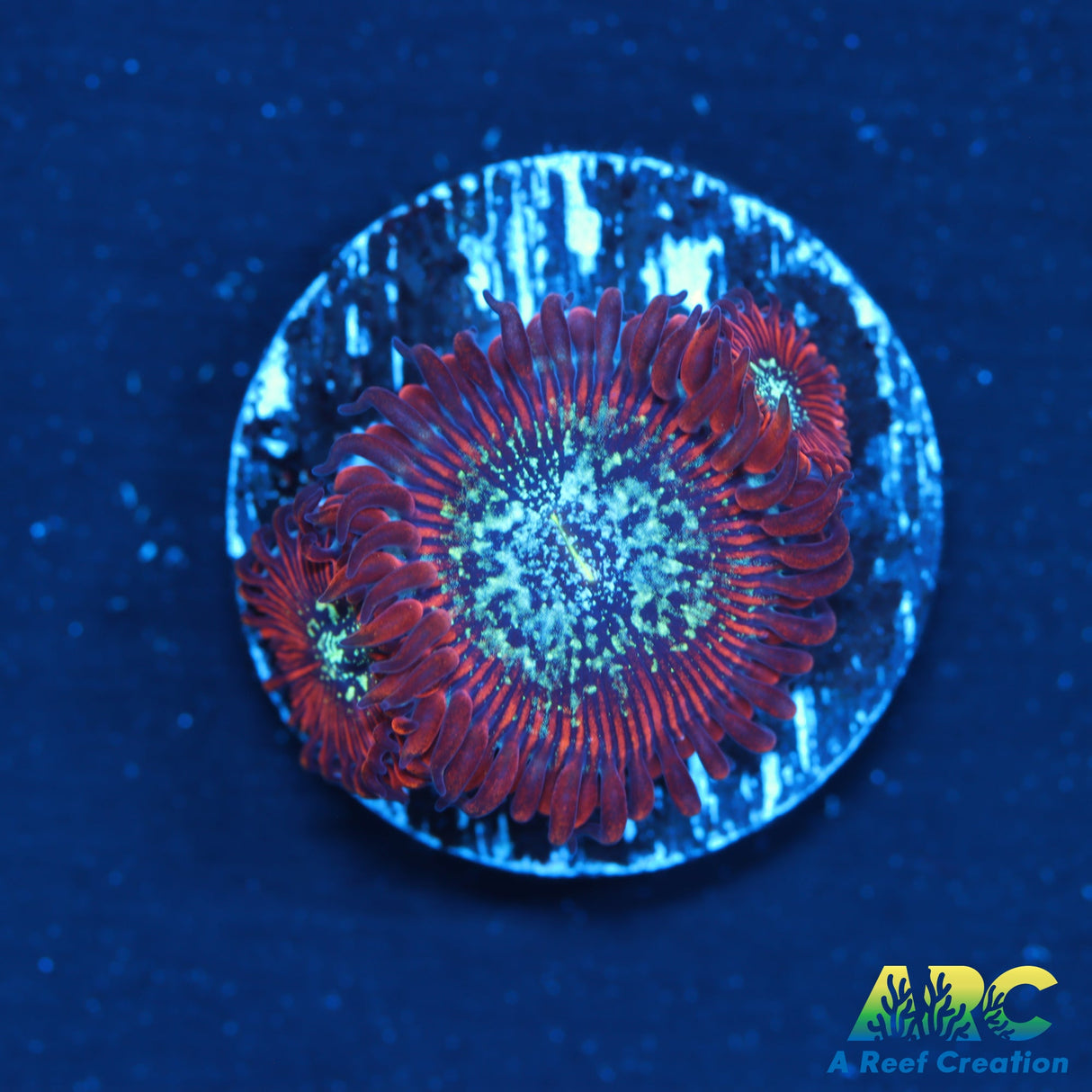 ARC Ultra Magician Zoas