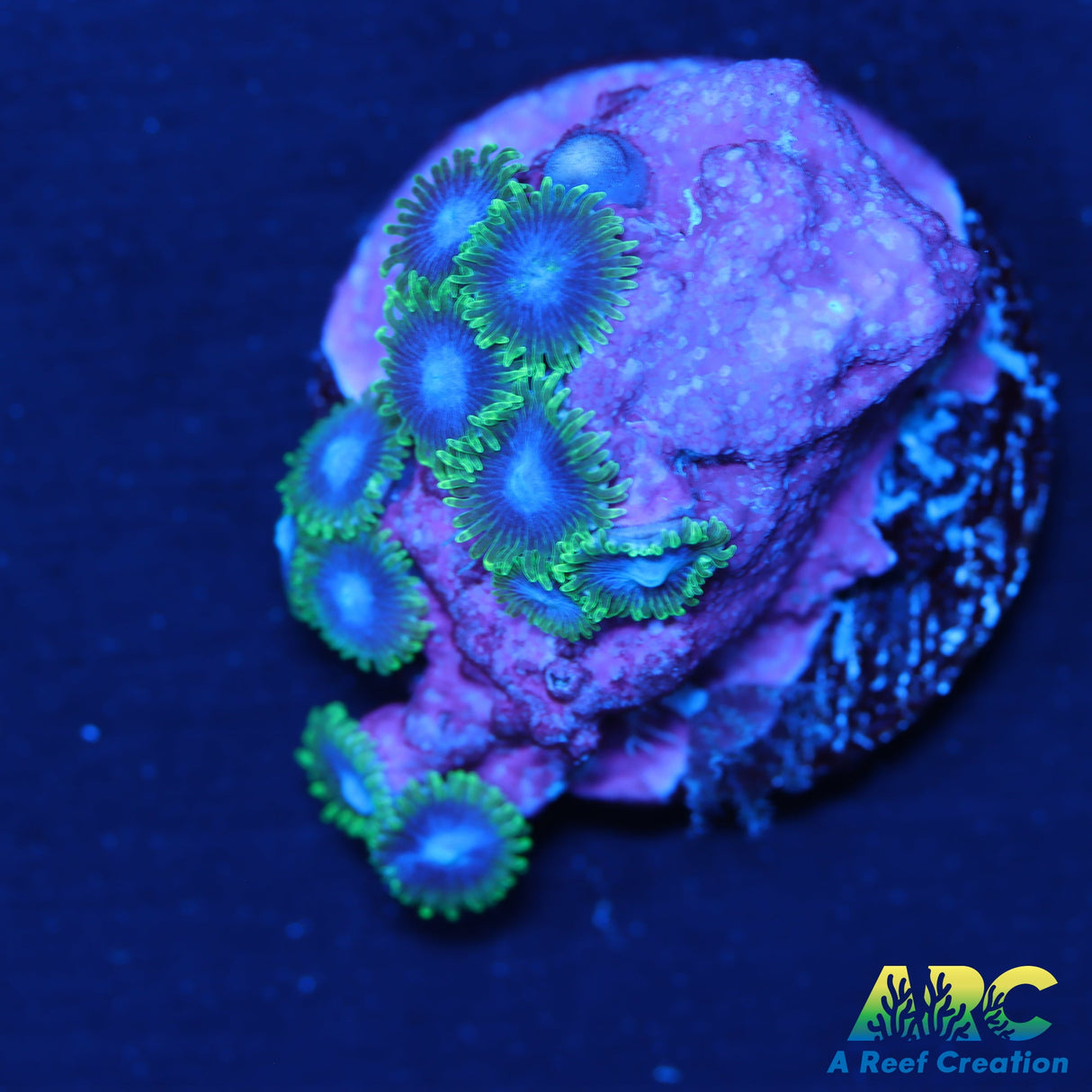 Blue Phoenix Zoa