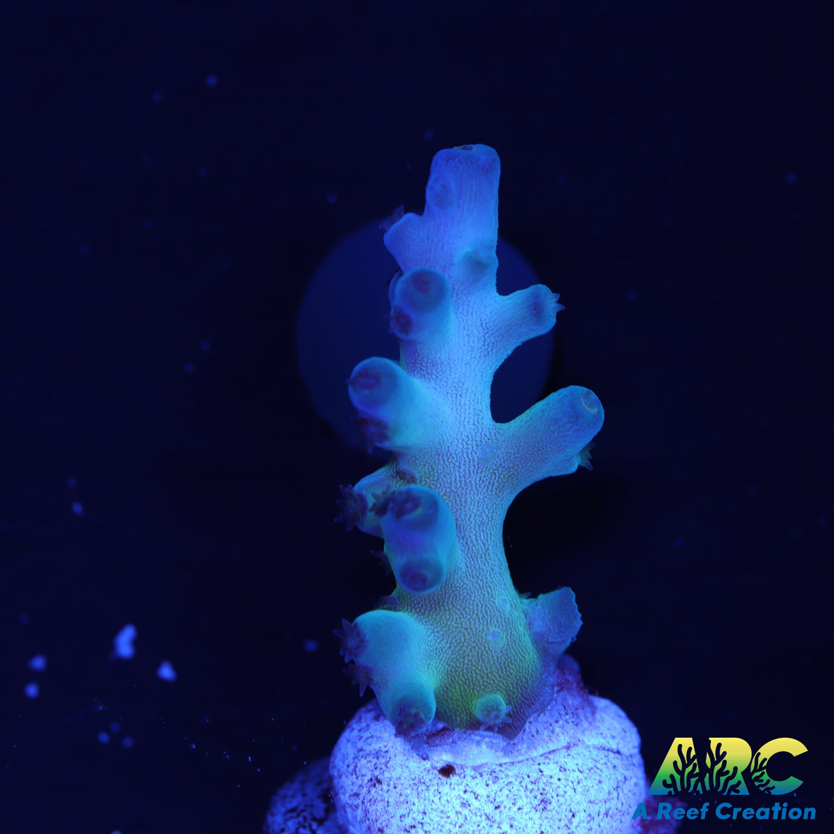 ReefGen Blueberry Fantasy