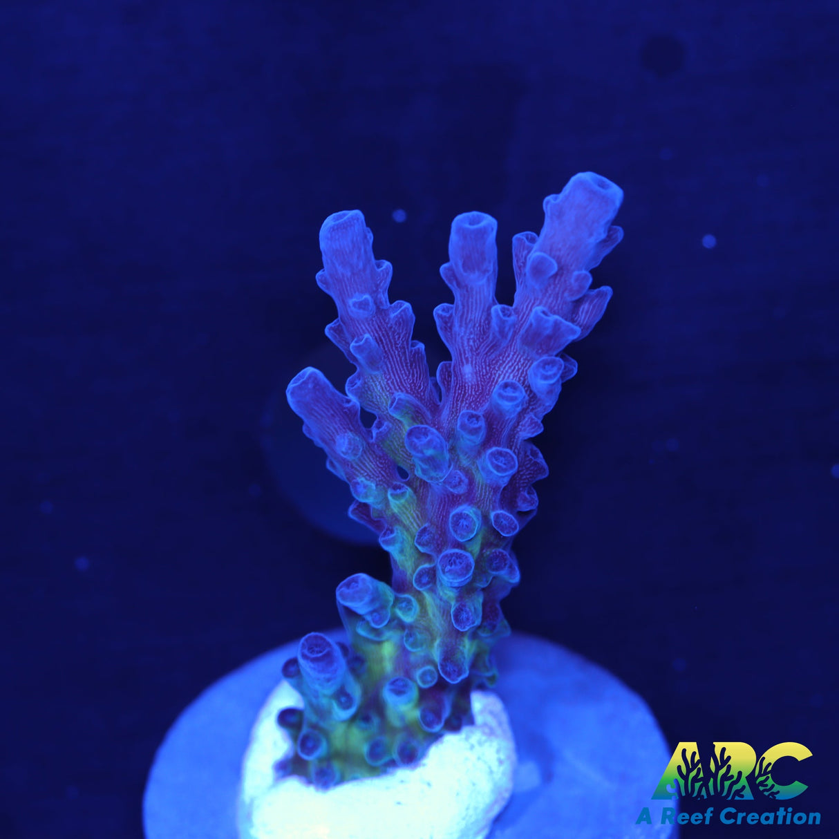 WWC Yellow Tip Austera