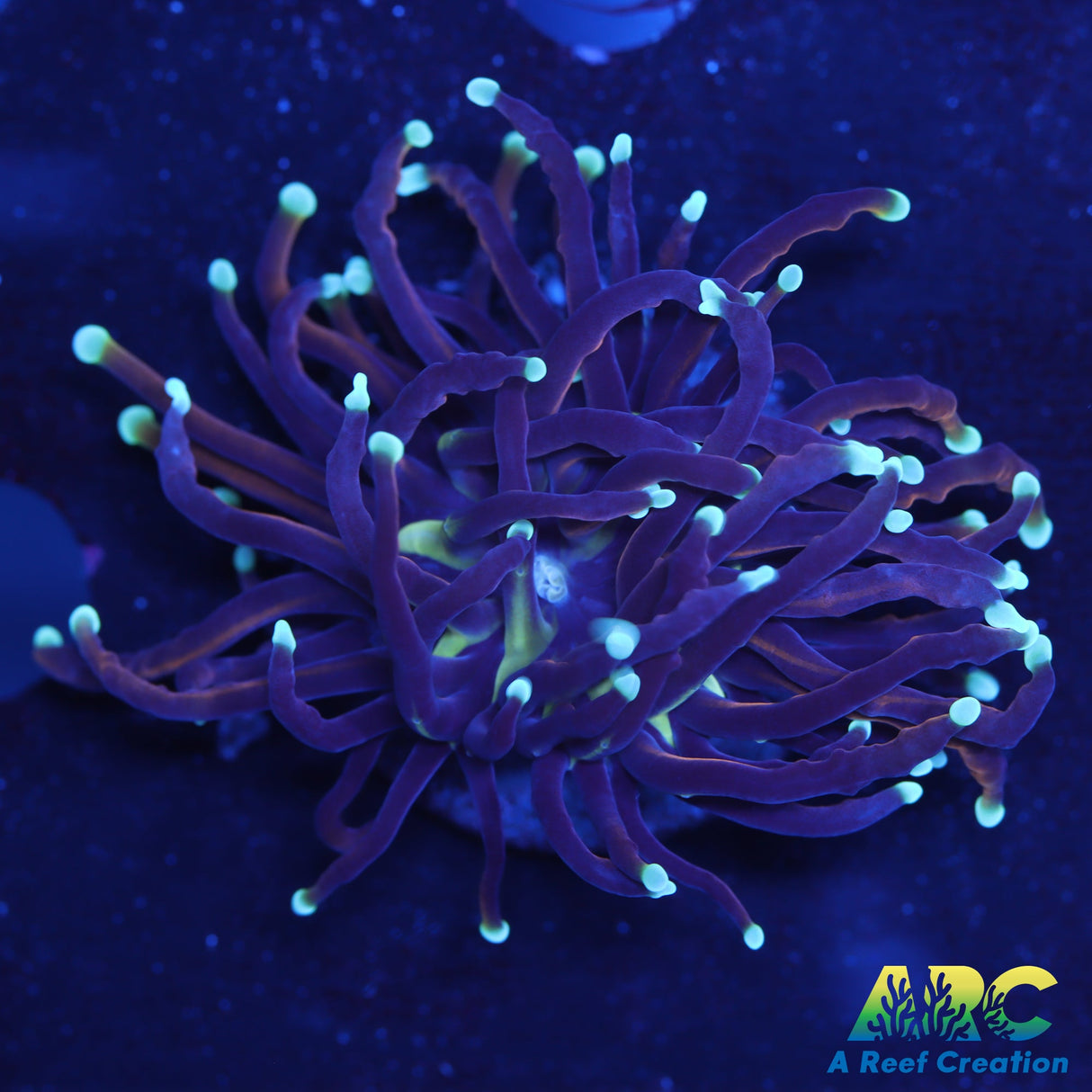 Jester Torch – A Reef Creation
