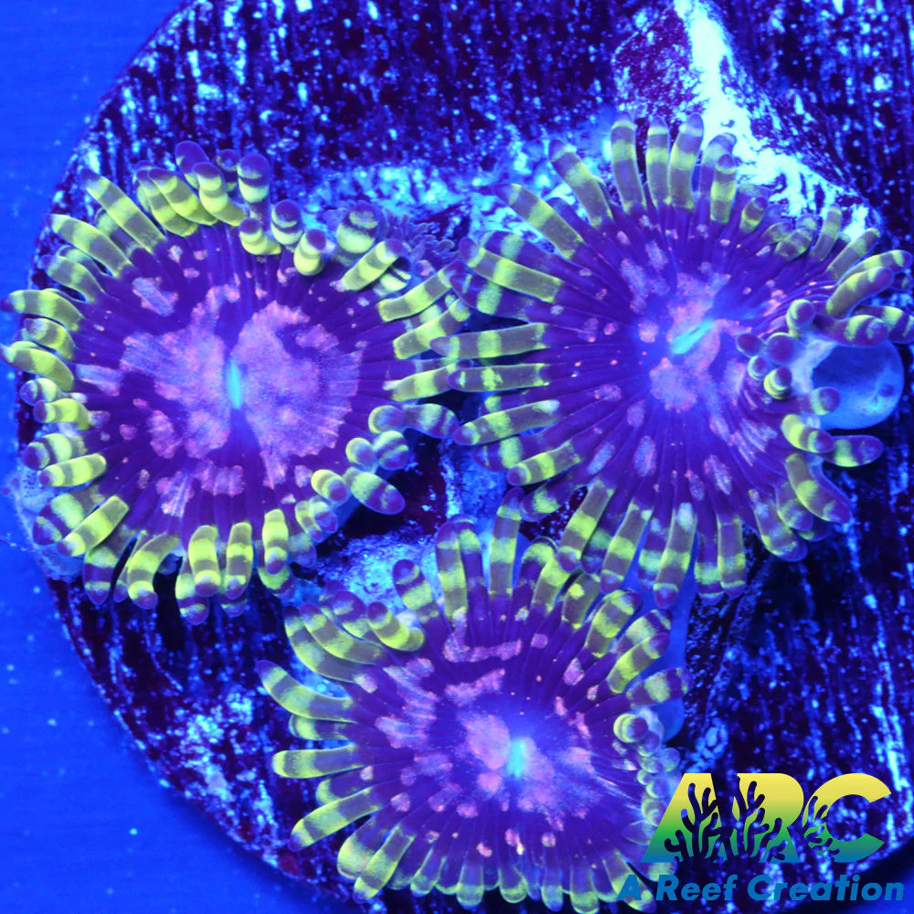 Purple Monster Zoa