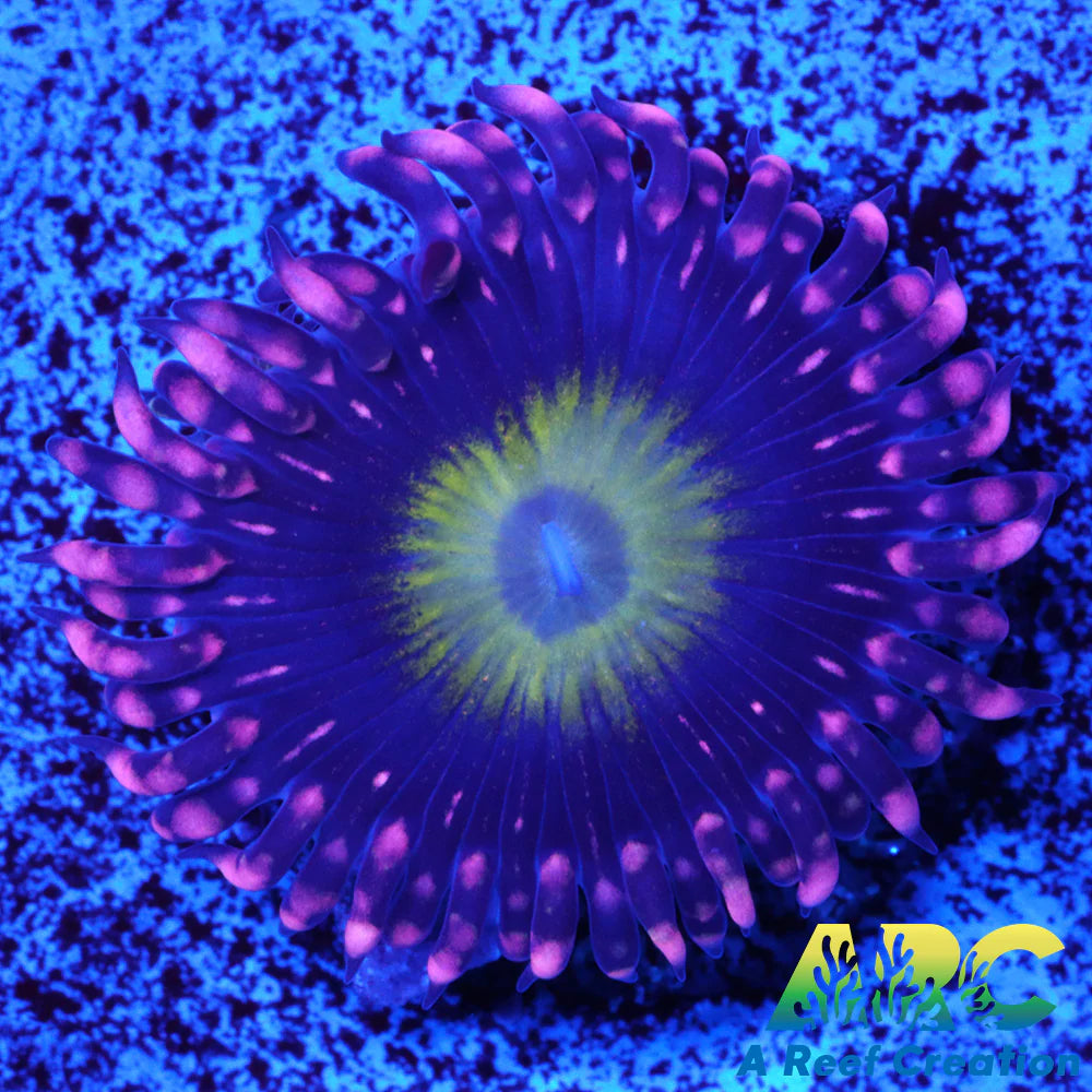 CB Omega Zoa