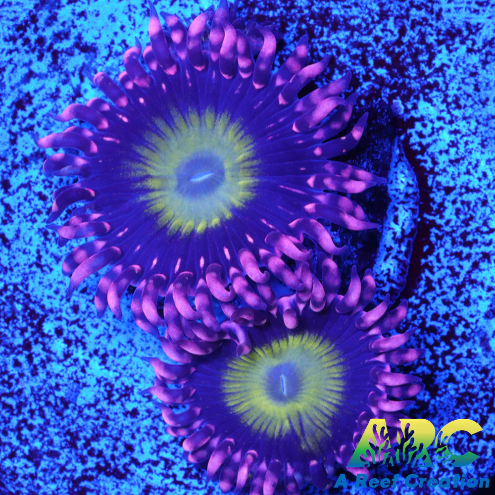 CB Omega Zoa