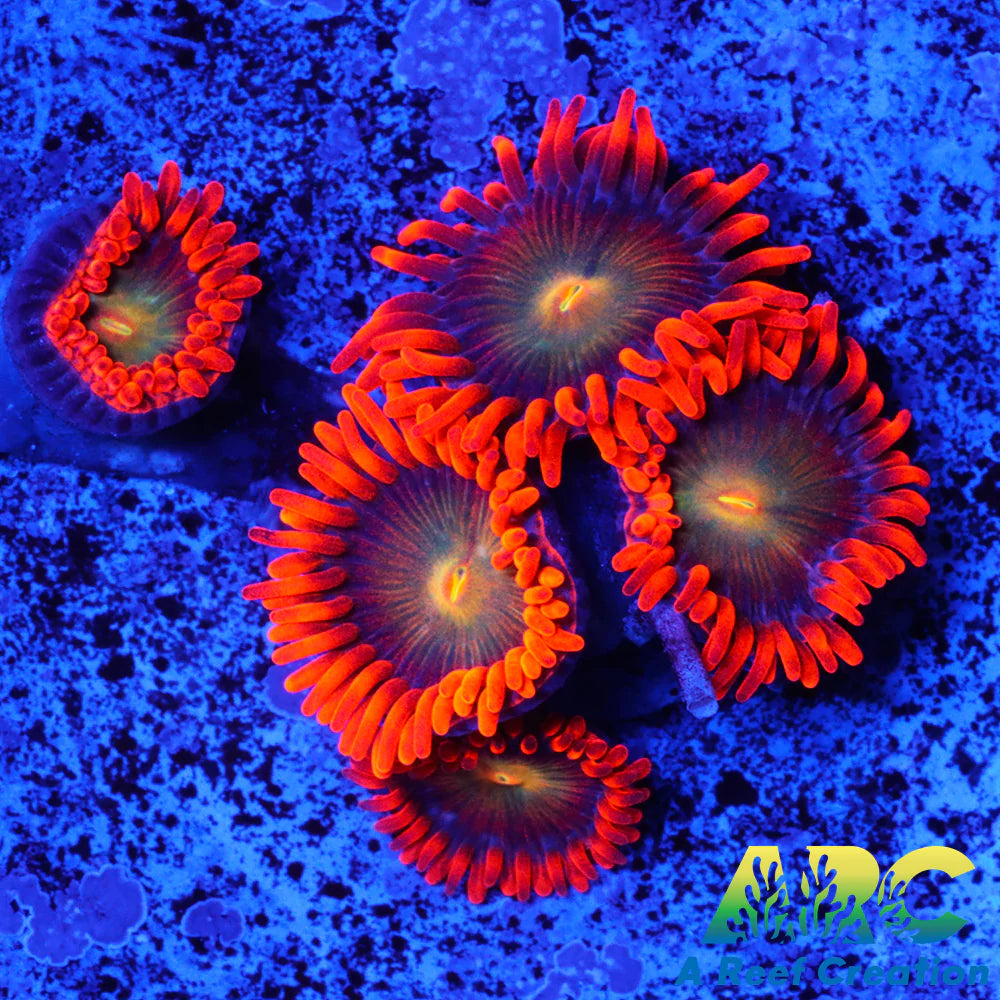 CC Mango Fusion Zoas