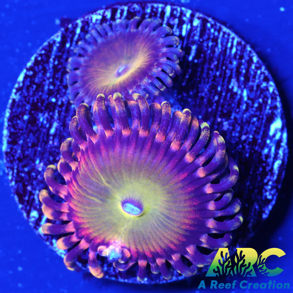 Rainbow Troll Zoa