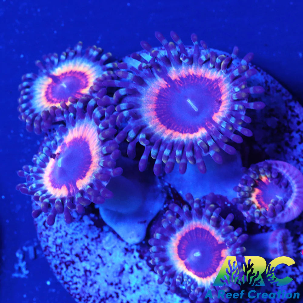 Vamps Zoa