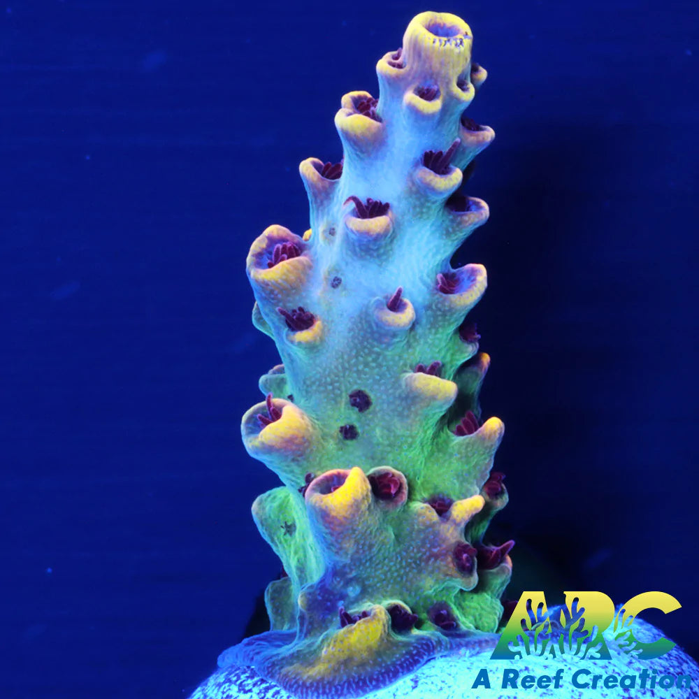 WWC Red Polyp Clathrata