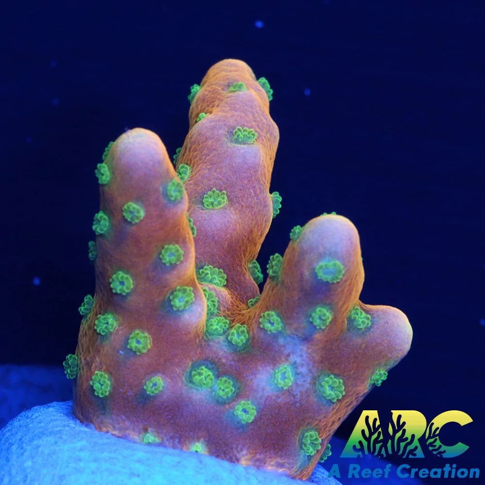 RRC Tropicana Anacropora