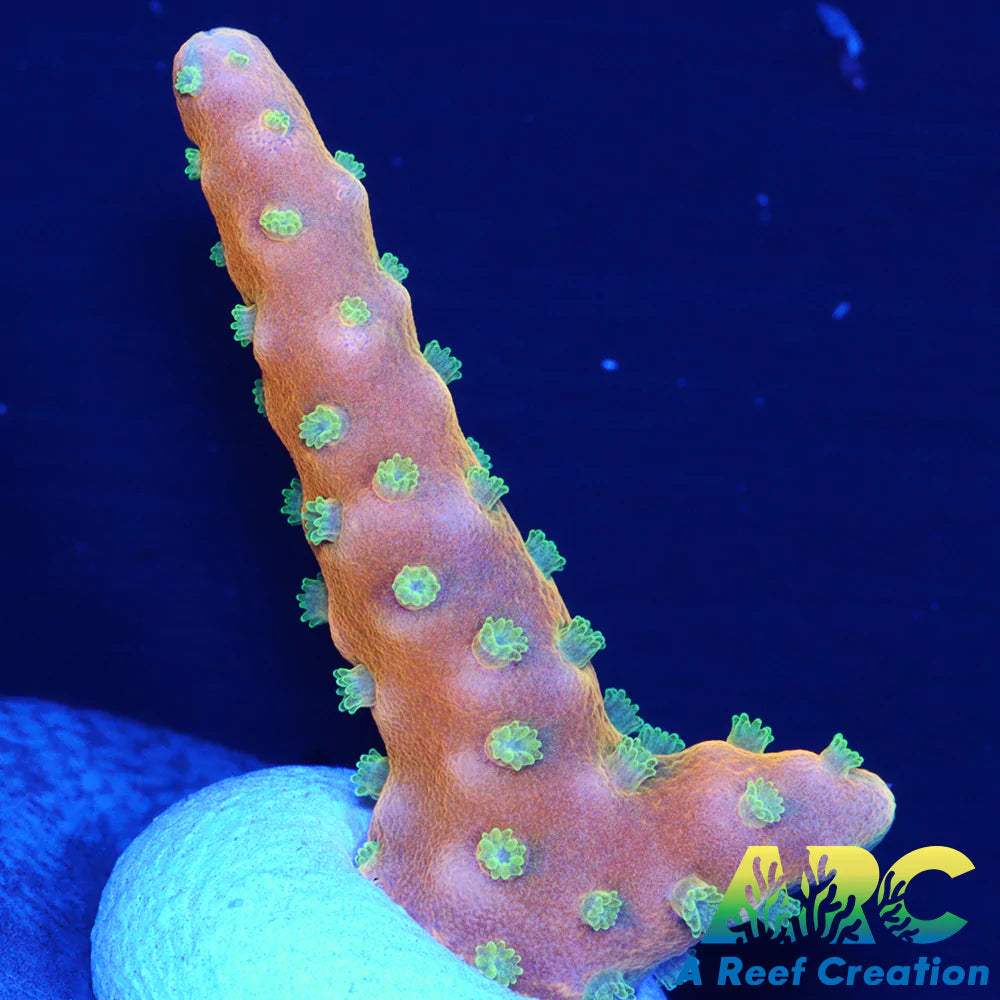 RRC Tropicana Anacropora