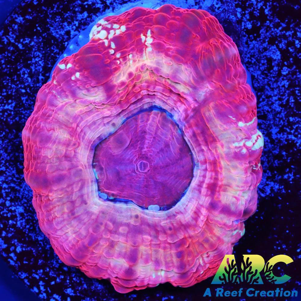 Frosted Cherry Acan