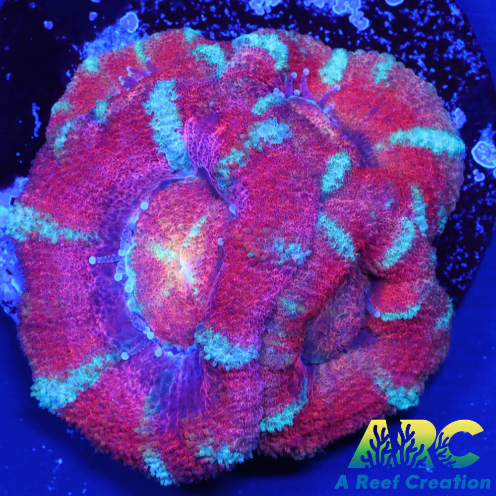 ARC Yellow Eye Indo Acan