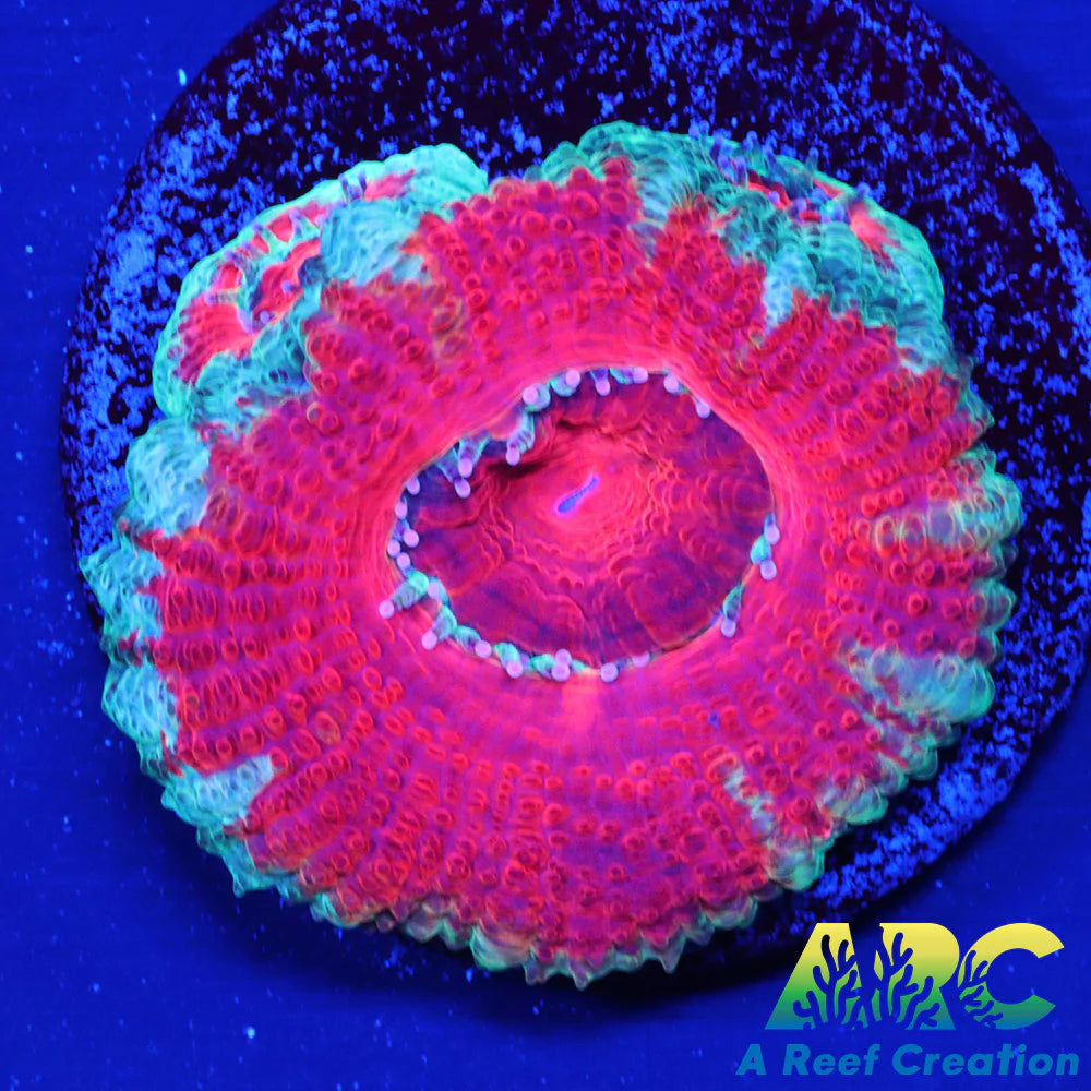 Red and Teal Acan