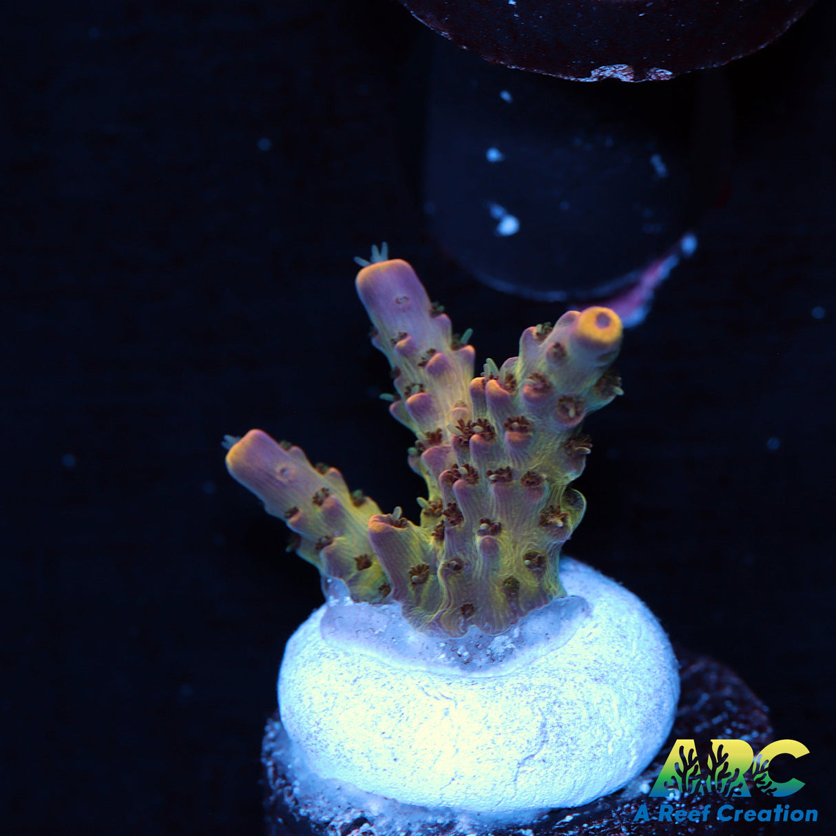 ARC Purple Rain Acro